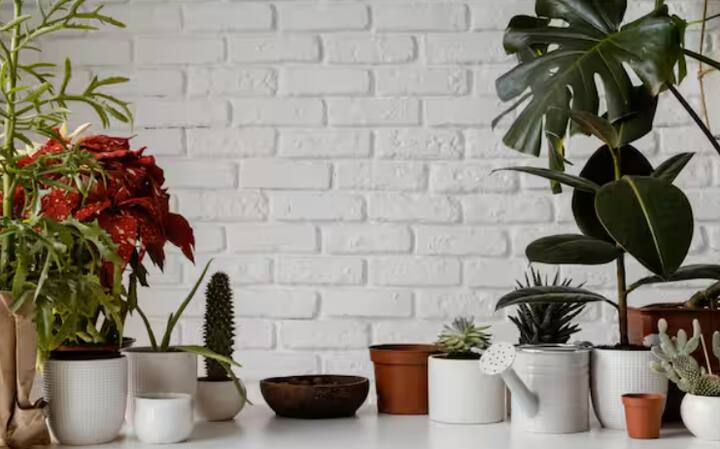 ਜੇਕਰ ਤੁਸੀਂ ਇੱਕ ਹਫ਼ਤੇ ਲਈ ਘਰੋਂ ਬਾਹਰ ਜਾ ਰਹੇ ਹੋ ਤਾਂ ਪੌਦਿਆਂ ਨੂੰ ਪਾਣੀ ਦੇਣ ਲਈ ਪਲਾਸਟਿਕ ਦੀ ਬੋਤਲ ਦੀ ਵਰਤੋਂ ਕਰੋ। ਬੋਤਲ ਦੇ ਢੱਕਣ ਵਿੱਚ ਇੱਕ ਛੋਟੀ ਜਿਹੀ ਮੋਰੀ ਕਰ ਦਿਓ ਅਤੇ ਇਸ ਨੂੰ ਭਾਂਡੇ ਦੇ ਉੱਤੇ ਉਲਟਾ ਲਟਕਾ ਦਿਓ। ਇਸ ਨਾਲ ਪਾਣੀ ਹੌਲੀ-ਹੌਲੀ ਮਿੱਟੀ ਵਿੱਚ ਜਾਂਦਾ ਰਹੇਗਾ ਅਤੇ ਪੌਦੇ ਸਿਹਤਮੰਦ ਰਹਿਣਗੇ। ਮਿੱਟੀ ਨੂੰ ਥੋੜਾ ਢਿੱਲਾ ਕਰ ਦਿਓ। ਇਹ ਇਸ ਨੂੰ ਵਧੇਰੇ ਪਾਣੀ ਜਜ਼ਬ ਕਰਨ ਵਿੱਚ ਮਦਦ ਕਰੇਗਾ। ਇਸ ਸਧਾਰਨ ਵਿਧੀ ਨਾਲ ਤੁਹਾਡੇ ਪੌਦੇ ਹਮੇਸ਼ਾ ਤਾਜ਼ੇ ਰਹਿਣਗੇ।