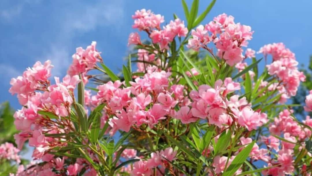 Oleander Flower: ओलियंडर का फूल होता है जहरीला?, क्या सच में इसे खाने से हो सकती है मौत How poisonous is the oleander flower Can eating it really cause death Oleander Flower: ओलियंडर का फूल होता है जहरीला?, क्या सच में इसे खाने से हो सकती है मौत