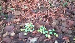 Unseasonal Rain: अवकाळी पावसामुळे पोलादपूर तालुक्यातील शेतकऱ्याचं मोठं नुकसान, बागेतील हजारो आंबे गळून पडले