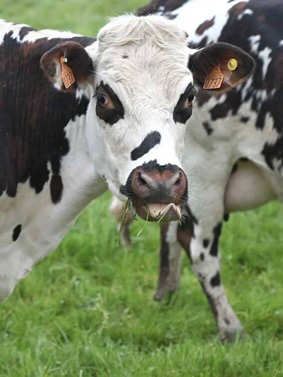 ये गाय देती है सबसे ज्यादा दूध