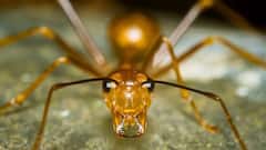 Ants Fly: बारिश के बाद कई चींटों के पंख क्यों उग जाते हैं? क्या ये उड़ने वाले कीड़े होते हैं क्या?