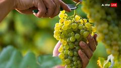 तेज गर्मी से अंगूर की फसल 80 फीसदी से ज्यादा घटने का डर, दाम बढ़ेंगे!