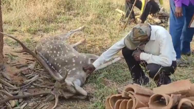 Sonbhadra stray dogs killed deer come out forest search water ann Sonbhadra News: पानी के लिए जंगल से भटक कर बाहर आया हिरण, अवारा कुत्तों ने ली जान