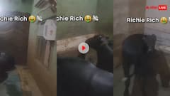 इसे कहते हैं रईसी... शख्स ने भैंसों के तबेले में लगा दिए एसी, वीडियो देख लोग बोले- इनकी तो मौज हो गई