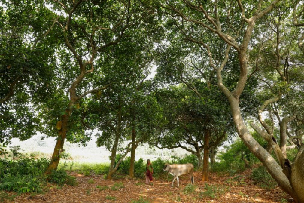 Pachamalai Hills:  இயற்கை அழகை தன்னுள் கொண்டுள்ள பச்சைமலைக்கு வந்த சோதனை, மக்கள் ஏமாற்றம்