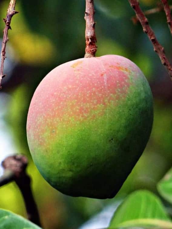 दुनिया का सबसे महंगा आम कौन सा है?