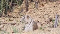 बाघिन टी-121 की मौत के बाद उसके शावकों को नया आशियाना आने लगा रास, चिकन का स्वाद चखते हुए की अठखेलियां