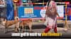 Stray Dogs: सोसायटी के अंदर कुत्तों को फीड कराते हैं लोग, अगर ये काट लें तो कौन होगा जिम्मेदार?