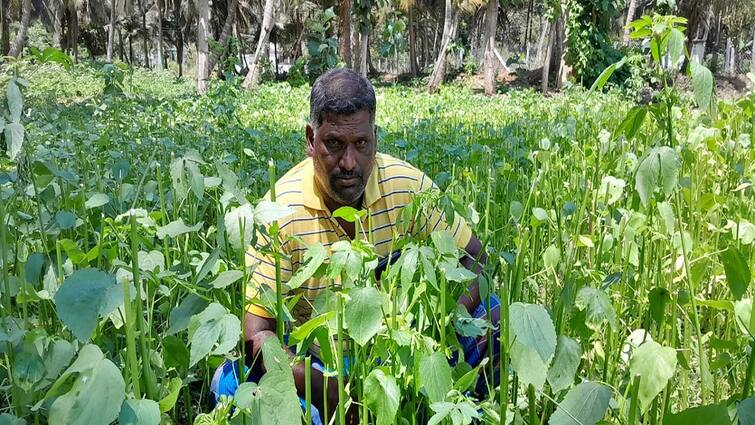 Agriculture news Dont ask for low price spinach farmer request in Thanjavur - TNN நெஞ்சம் நிறைந்து தருகிறோம்... விலை குறைத்து கேட்காதீர்கள்: கீரை விவசாயியின் உருக்கமான வேண்டுகோள்