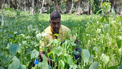 Agriculture news Dont ask for low price spinach farmer request in Thanjavur - TNN நெஞ்சம் நிறைந்து தருகிறோம்... விலை குறைத்து கேட்காதீர்கள்: கீரை விவசாயியின் உருக்கமான வேண்டுகோள்