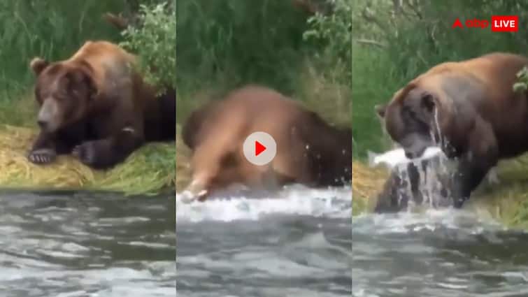 Amazing bear The bear with his experience and skills hunted fish from the fast flowing river viral video Video: गजब का टैलेंट! तेज बहती नदी से भालू ने कर लिया मछली का शिकार, वीडियो वायरल