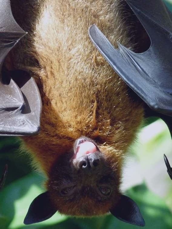 चमगादड़ नींद में उल्टा कैसे सो जाता है? गिरता क्यों नहीं है?