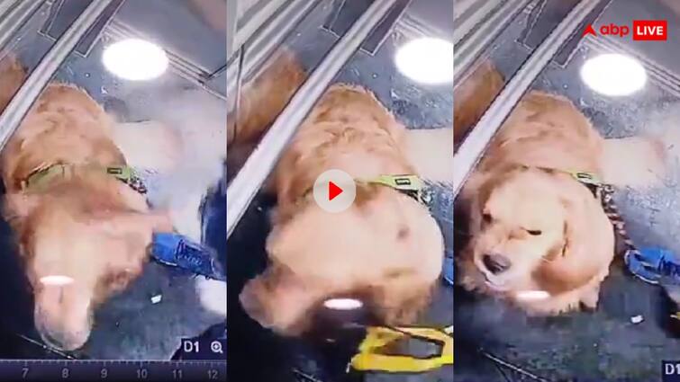 man was seen brutally beating his pet dog in the lift people got angry after watching viral video Video: लिफ्ट में अपने पालतू कुत्ते को बेरहमी से पीटता दिखा शख्स, वीडियो देखकर लोगों को आया गुस्सा
