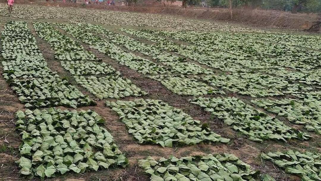 Bastar unseasonal rain Green gold purchase affected disappointment among rural ANN तेंदूपत्ता खरीदी में लक्ष्य से पिछड़ा बस्तर, बीजापुर में अब तक शुरू नहीं हुई 'हरे सोने' खरीदी, क्या है वजह?