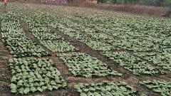 तेंदूपत्ता खरीदी में लक्ष्य से पिछड़ा बस्तर, बीजापुर में अब तक शुरू नहीं हुई 'हरे सोने' खरीदी, क्या है वजह?