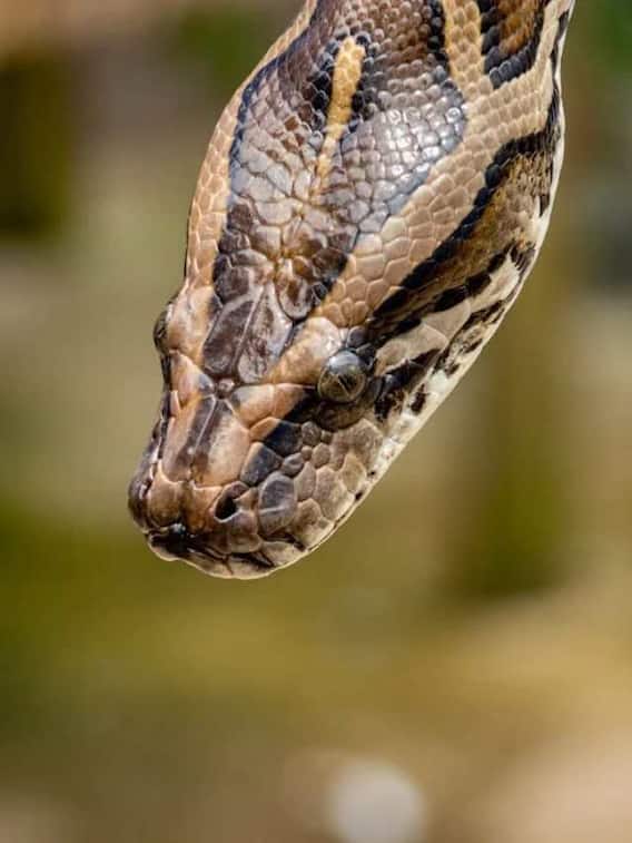 ये है कोबरा से भी कई गुना ज्यादा जहरीला सांप