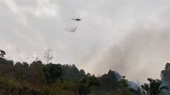 Frequent, Uncontrolled Forest Fires Making Animals Species Highly Endangered, Say Experts