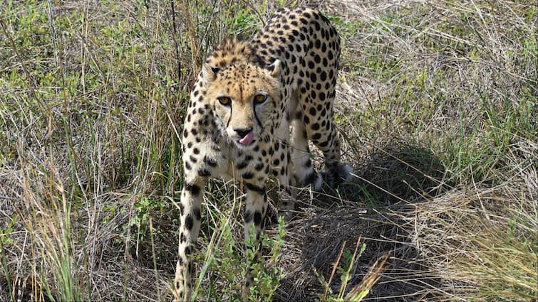 African leopards to be brought in Gandhisagar Sanctuary After Kuno National Park ann Gandhi Sagar Sanctuary: कूनो के बाद अब गांधीसागर अभ्यारण में सुनाई देगी चीतों की दहाड़, 8 क्वारंटाइन बाड़े बनकर तैयार