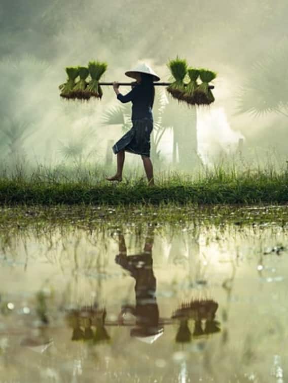 गेहूं जौ बाजरा धान सबसे ज्यादा फायदा किसकी खेती में है