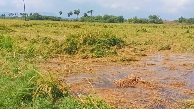 Madurai usilampatti area Hundreds of acres of paddy crops that were ready for harvest were destroyed due to flooding - TNN Madurai: வெள்ளப் பெருக்கால் நாசமடைந்த நெற்பயிர் - உசிலம்பட்டியில் விவசாயிகள் வேதனை