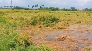 Madurai: வெள்ளப் பெருக்கால் நாசமடைந்த நெற்பயிர் - உசிலம்பட்டியில் விவசாயிகள் வேதனை