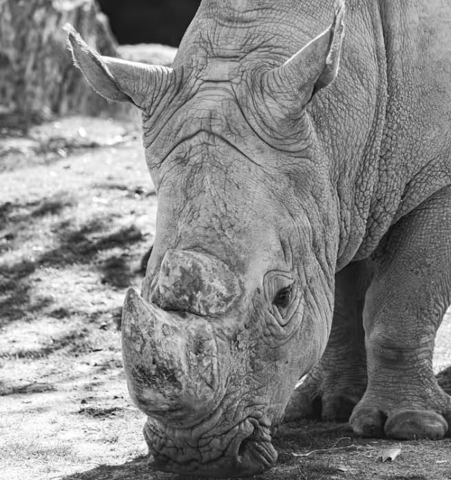 ਕਈ ਮੀਡੀਆ ਰਿਪੋਰਟਾਂ ਆਹ ਦਾਅਵਾ ਕਰਦੀਆਂ ਹਨ ਕਿ ਕਾਲੀ ਮਾਦਾ ਗੈਂਡੇ ਦਾ ਸਪੈਕਟ੍ਰਮ 'ਤੇ ਸਭ ਤੋਂ ਵੱਧ ਮਲਾਈ ਵਾਲਾ ਦੁੱਧ ਹੁੰਦਾ ਹੈ। ਹਾਲਾਂਕਿ ਇਹ ਕਾਲਾ ਹੀ ਹੈ।