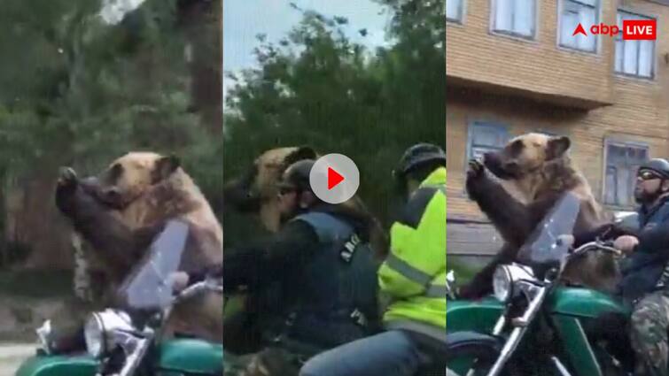 bear enjoying bike riding The bear is riding a motorcycle with two people he is also seen waving hands towards the people Cool bear: मोटरसाइकिल पर दो युवकों के साथ चिल करते हुए लोगों को हैल्लो करता दिखा भालू, वीडियो वायरल