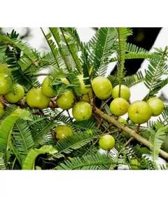 Vastu Tips : घराबाहेर आंब्याचं झाड लावणं शुभ की अशुभ? वास्तूशास्त्रात म्हटलंय...