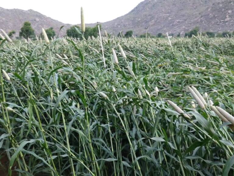 Due to unseasonal rain in Banaskantha farmers are worried about damage to summer crops including millets બનાસકાંઠામાં માવઠાનો માર, ખેડૂતોની મહેનત પર ફરી વળ્યું પાણી, બાજરી સહિત ઉનાળુ પાકને નુકસાન