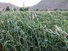 બનાસકાંઠામાં માવઠાનો માર, ખેડૂતોની મહેનત પર ફરી વળ્યું પાણી, બાજરી સહિત ઉનાળુ પાકને નુકસાન
