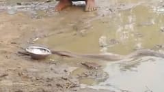 नाग-नागिन के जोड़े को दूध पिलाने के लिए पहुंच रहे लोग, चमत्कार मान कर रहे पूजा-पाठ