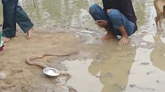 नाग-नागिन के जोड़े को दूध पिलाने के लिए पहुंच रहे लोग, चमत्कार मान कर रहे पूजा-पाठ