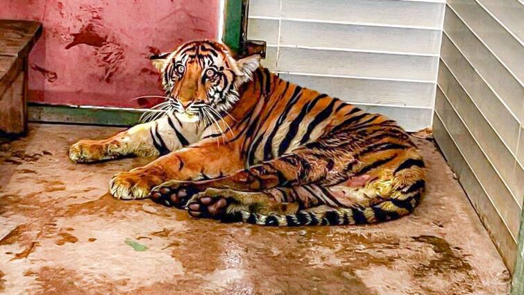 Dudhwa Tiger Reserve 10 month old tigress cub came to Gorakhpur Zoo from legs and neck treated ann Gorakhpur News: दुधवा टाइगर रिजर्व से गोरखपुर चिड़ियाघर आई 10 माह की बाघिन शावक, पैर और गर्दन किया जा रहा उपचार