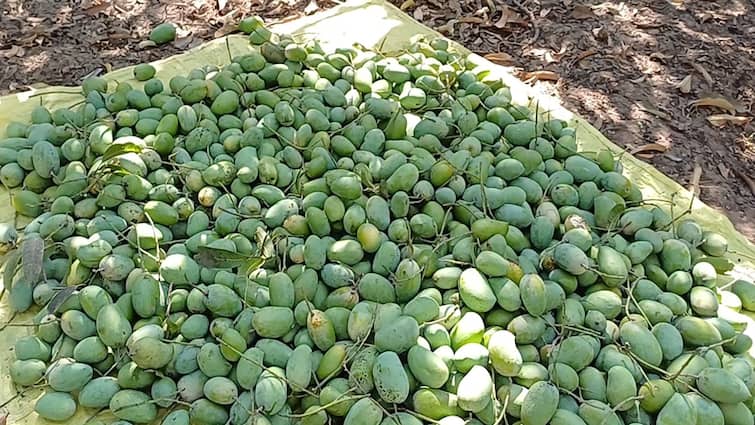 Farmers mango crop has suffered massive damage due to strong winds Farmers: જૂનાગઢમાં કેસર કેરીના પાકને મોટાપાયે નુકસાન, તાત્કાલિક સહાય ચૂકવવા ખેડૂતોની માંગ