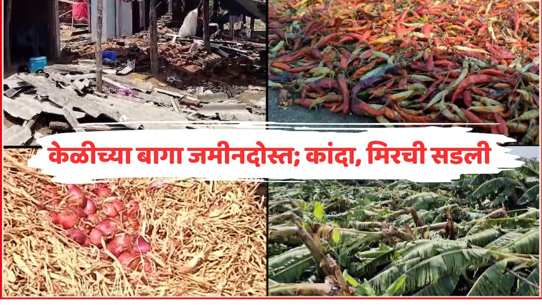 अवकाळी पावसाचं थैमान, केळी, मिरची, डाळिंब, ऊस, कांदा पिकांचं नुकसान; 12 जनावरांचा मृत्यू Maharasahtra Weather Report Crop Loss Due to unseasonal rain affected Crops like banana chilli pomegranate sugarcane onion have been extensively damaged marathi news अवकाळी पावसाचं थैमान, केळी, मिरची, डाळिंब, ऊस, कांदा पिकांचं नुकसान; 12 जनावरांचा मृत्यू