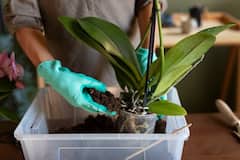 Gardening Tips: घर के पौधों के लिए कौन सी खाद होती है सबसे बेहतर?