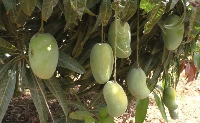 Kutchs famous saffron mango Damage to due to rain Kutch: કચ્છની પ્રખ્યાત કેસર કેરી માટે ચૂકવવા પડશે વધુ પૈસા, કમોસમી વરસાદથી ભારે નુકસાન