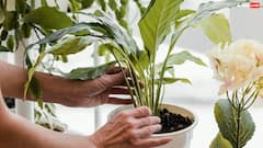 Gardening Tips: घर के पौधों के लिए कौन सी खाद होती है सबसे बेहतर?