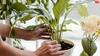 Gardening Tips: घर के पौधों के लिए कौन सी खाद होती है सबसे बेहतर?