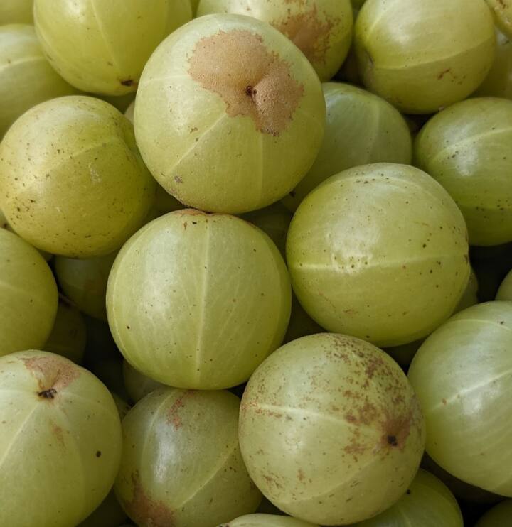 நெல்லிக்காய் ஊறுகாய் ரொம்ப நாட்கள் கெடாமல் இருக்க, ஊறுகாய் தாளிக்கும் போது சிறிதளவு மிளகு தூள் சேர்க்க வேண்டும்.
