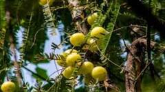 Amla Benefits: মুখে বলিরেখা পড়ে বয়স্ক দেখাচ্ছে ? মেনে নিতে পারছেন না ? রইল মুশকিল আসান