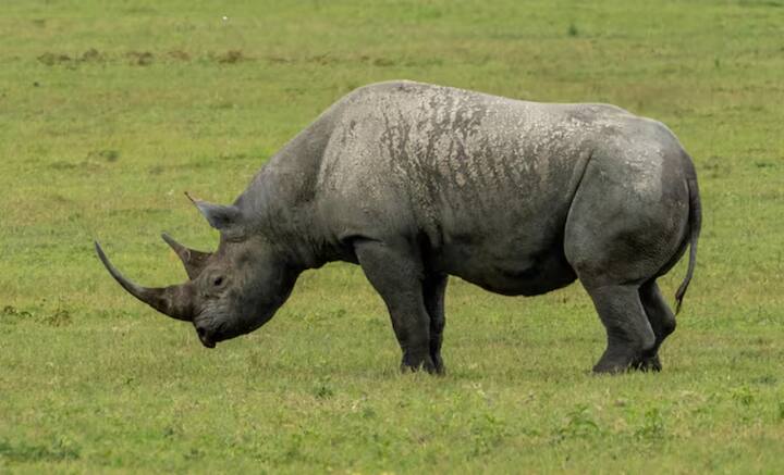 ਮਾਦਾ ਕਾਲੇ ਗੈਂਡੇ ਦਾ ਦੁੱਧ ਕਾਲਾ ਹੁੰਦਾ ਹੈ। ਇਨ੍ਹਾਂ ਨੂੰ ਅਫਰੀਕਨ ਕਾਲਾ ਗੈਂਡਾ ਵੀ ਕਿਹਾ ਜਾਂਦਾ ਹੈ।