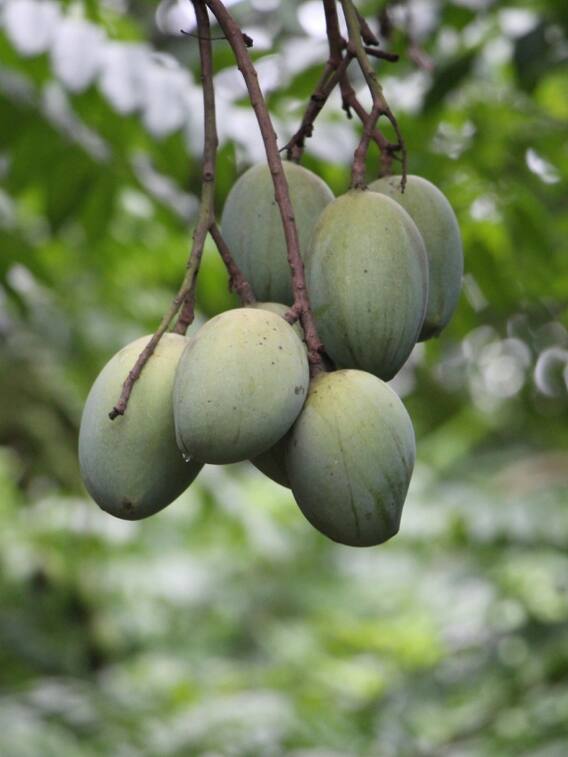 कच्चा आम ज्यादा खाने से शरीर को होते हैं ये नुकसान