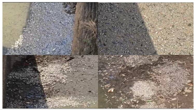 Tenkasi district Fish found dead in Gundar Dam The risk of spreading the disease - TNN குண்டாறு அணையில் கொத்து கொத்தாக செத்து மிதக்கும் மீன்கள்..!  நோய் பரவும் அபாயம்..!