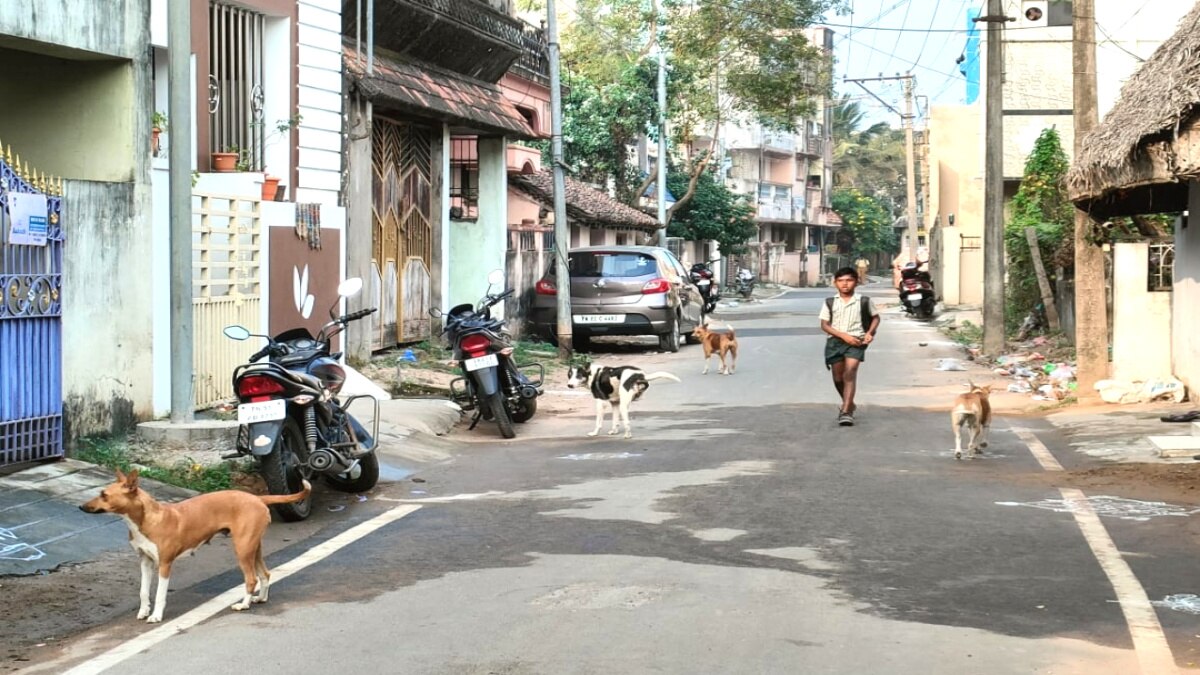 குழந்தைகளை குறிவைத்து கடிக்கும் நாய்கள் - சீர்காழி அருகே மேலும் ஓர் அதிர்ச்சி சம்பவம்