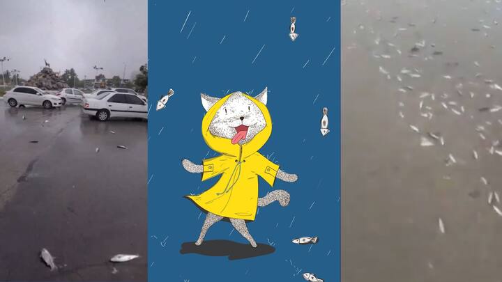 বন্যার সময় জল থেকে ডাঙায় উঠে আসে মাছ। তাই বলে আকাশ থেকেও মাছ ঝরে পড়তে দেখেছেন কখনও? সম্প্রতি এমনই অভিজ্ঞতা হয়েছে ইরানের। ছবি: ভিডিও ফুটেজ থেকে সংগৃহীত ও পিক্সাবে।