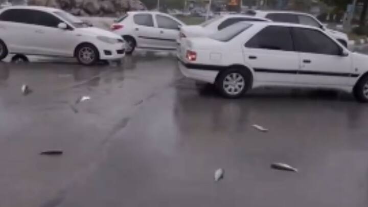 মে মাসের গোড়ায় ইরানের ইয়াসুজ এলাকায় মাছ-বৃষ্টি নেমে আসে। বৃষ্টির ফোঁটা ছিল নামমাত্র, বরং টুপটাপ আকাশ থেকে ঝরে পড়ে মাছ। ছবি: ভিডিও ফুটেজ থেকে সংগৃহীত।