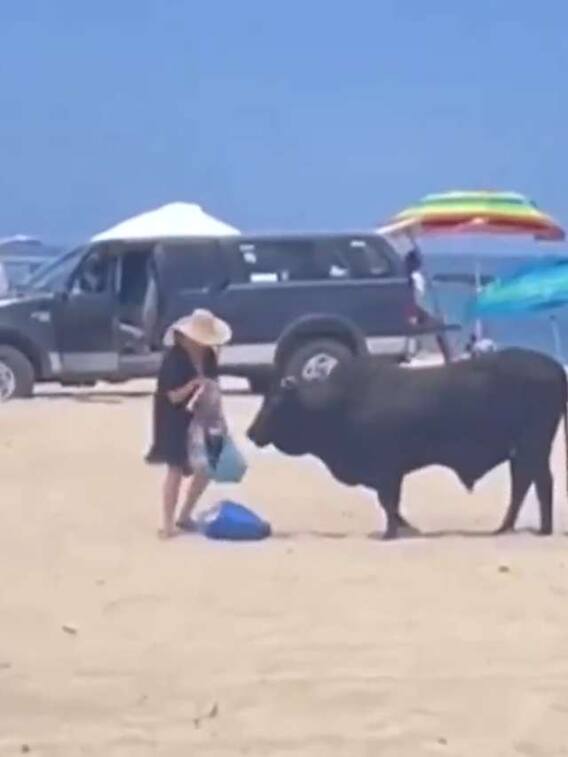 जंगली सांड ने किया महिला पर हमला