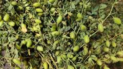 Gram Farming: चने की खेती करना किस मौसम में सही रहता है? जानें कैसे होगा मुनाफा
