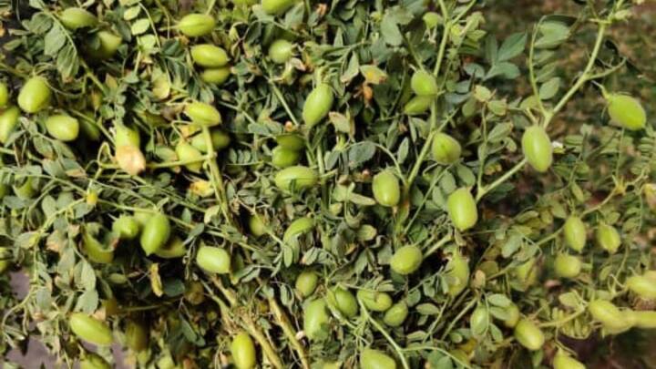 कई लोग इस चीज को लेकर कंफ्यूज रहते हैं कि चने की खेती किस मौसम में करना सही होता है?
